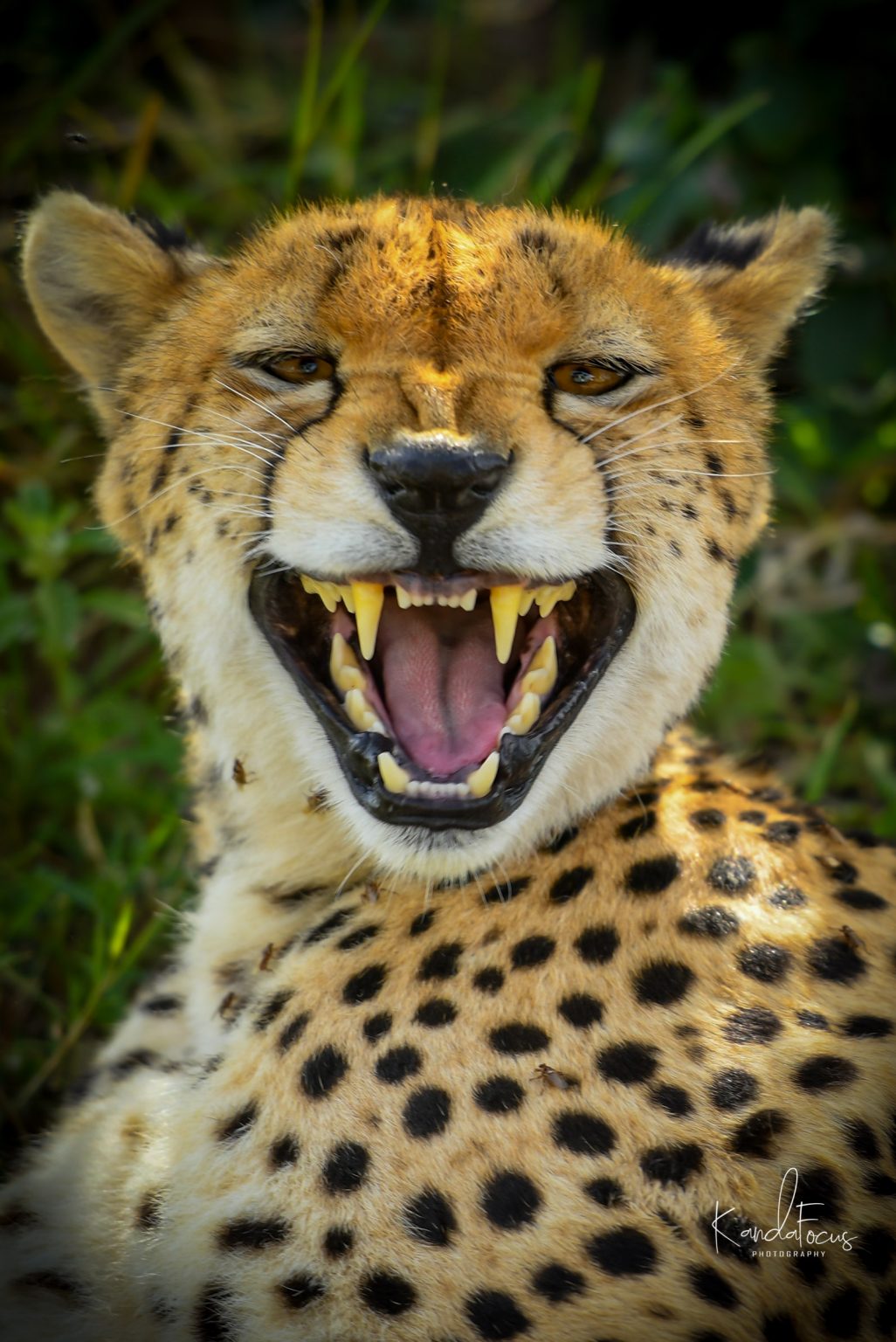 Wildlife