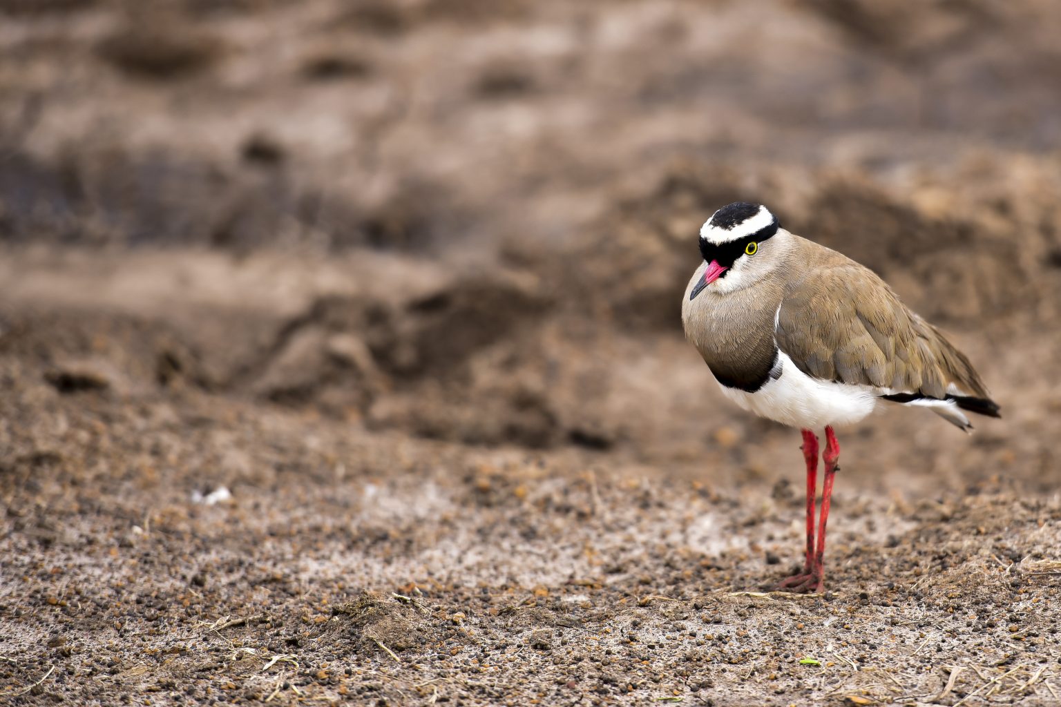 Patient. Precise. Passionate. (Wildlife photography, image 4)