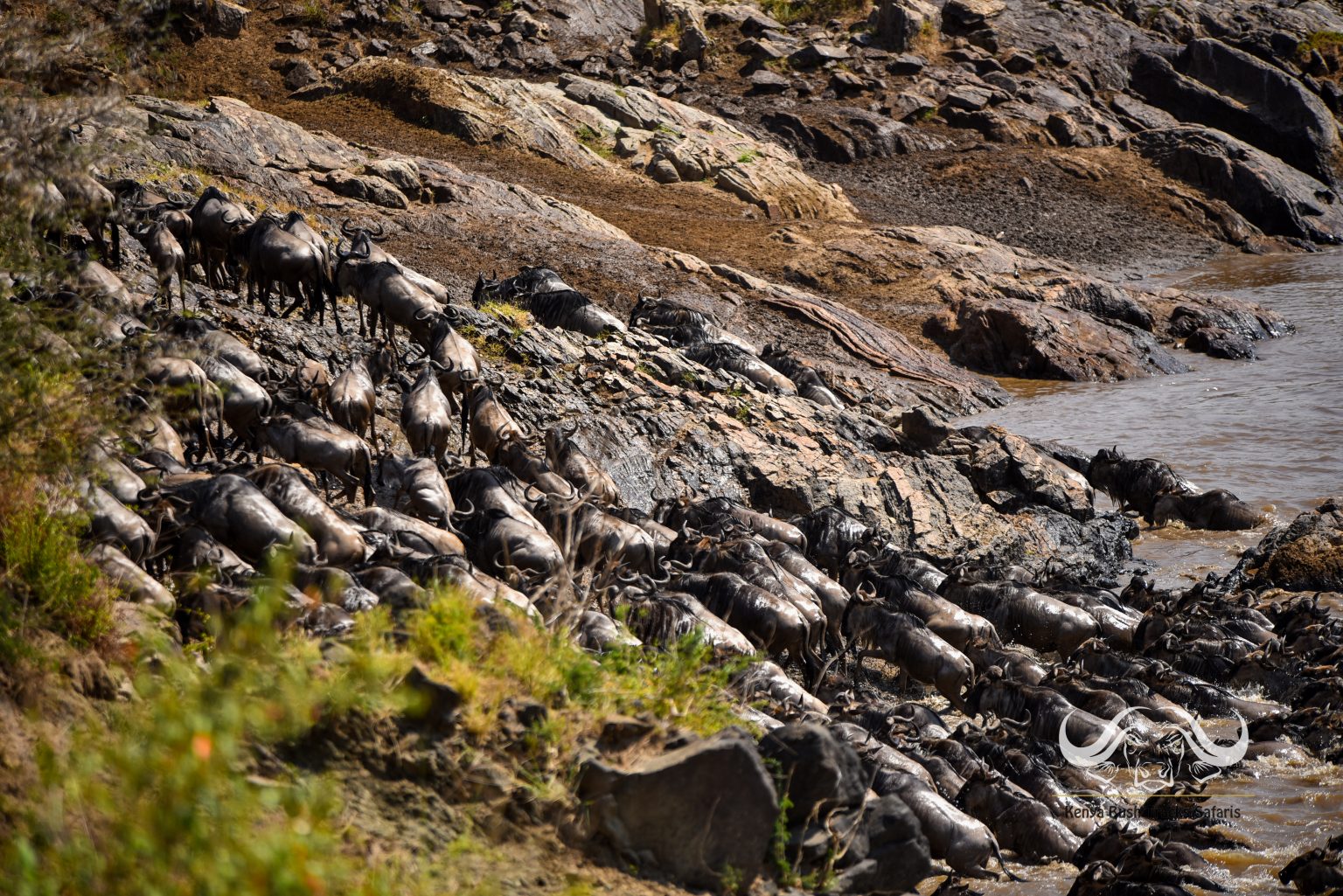 Patient. Precise. Passionate. (Wildlife photography, image 10)